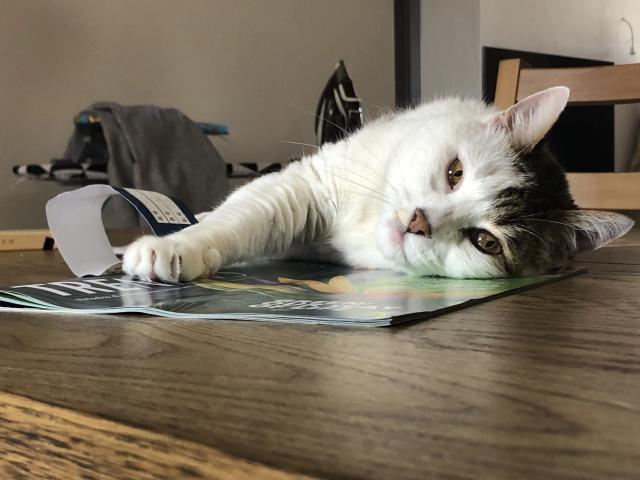 Lucky The Cat Lucky The Cat